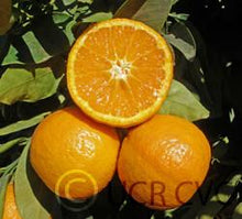 Fresh & Delicious Citrus Fruits from California