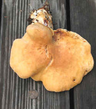 Seasonal, Fresh Wild Foraged Mushroom