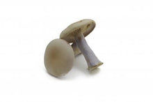 Seasonal, Fresh Wild Foraged Mushroom