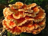 Seasonal, Fresh Wild Foraged Mushroom