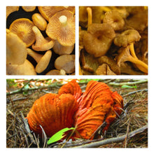 Seasonal, Fresh Wild Foraged Mushroom