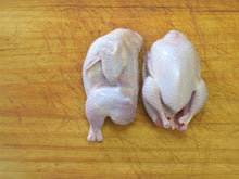 Jumbo Quail from Vermont
