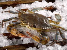 Live Soft Shell Crab from Maryland - Currently Unavailable