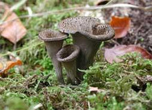 Seasonal, Fresh Wild Foraged Mushroom