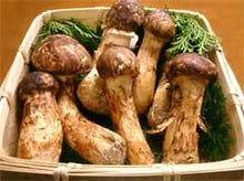 Seasonal, Fresh Wild Foraged Mushroom