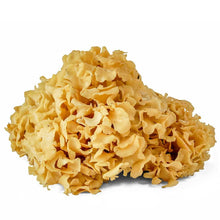 Seasonal, Fresh Wild Foraged Mushroom