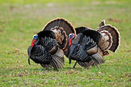 Hutterite Turkey - Smaller scale Farming's Success (Plus recipe and menu ideas)