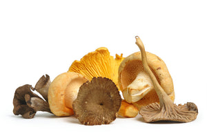 The Guide to Wild Foraged Mushrooms