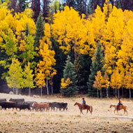 Beef - All Natural Prime and Choice.
