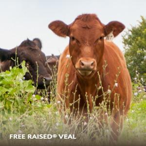 Veal - All Natural, Free Range and "Never Ever" Hormones or Antibiotics