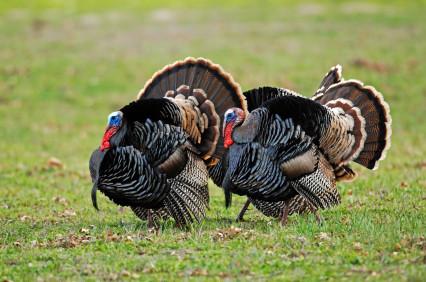 Hutterite Turkey Heritage Turkeys - Pre-Order For Thanksgiving | To-Table
