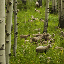 Colorado Lamb Packages