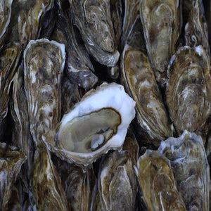 Fresh Live Oysters From the Northeast