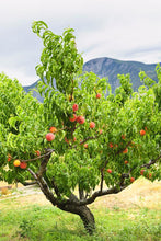 Colorado Peaches - Tree Ripened -Pre-order now