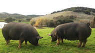 All Natural 100% Berkshire Pork