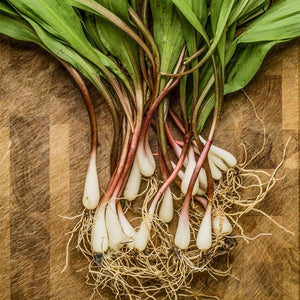 Ramps - Not Yet in Season