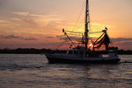 Shrimp - Gulf Coast's Finest Louisiana White Shrimp