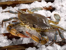 Live Soft Shell Crab from Maryland