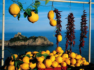 Fresh & Delicious Citrus Fruits from California