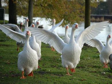 Tender and Fresh Goose