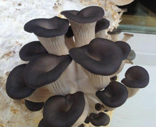 Seasonal Mushroom Package from Pacific Northwest