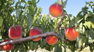 Colorado Peaches - Tree Ripened -Pre-order now
