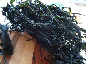 Seaweed from the Northeast